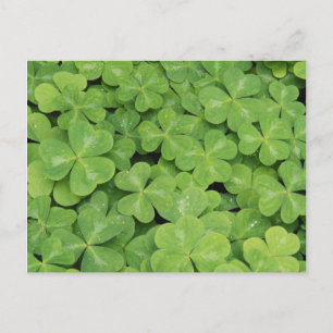 Cartão Postal Vista de Oxalis Oregana folhagem de trevo-azedo