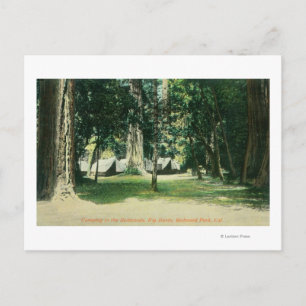 Cartão Postal Vista de um acampamento nas Sequoias