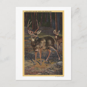 Cartão Postal Vista de um Buck & Doe Selvagem