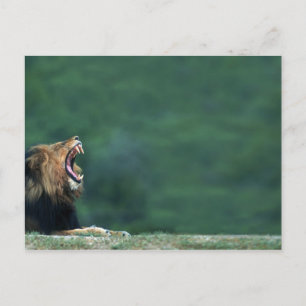 Cartão Postal Vista de um Leão (Panthera leo) deitado no