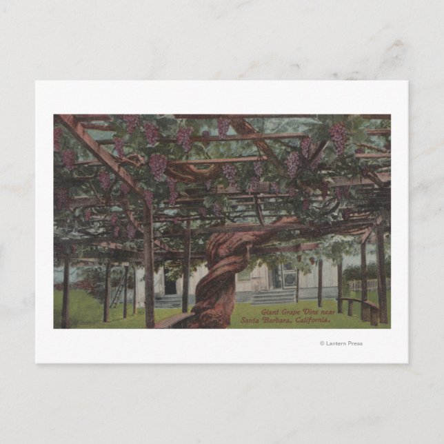 Cartão Postal Vista de uma Vinha de Uva Gigante (Frente)