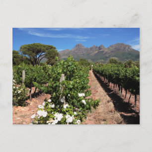 Cartão Postal Vista de vinhas. Stellenbosch