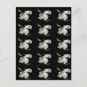 Cartão Postal Vista do Lado do Flor do Hibiscus Branco
