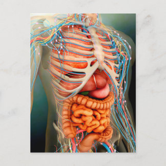 Cartão Postal Vista em perspectiva do corpo humano, órgãos intei