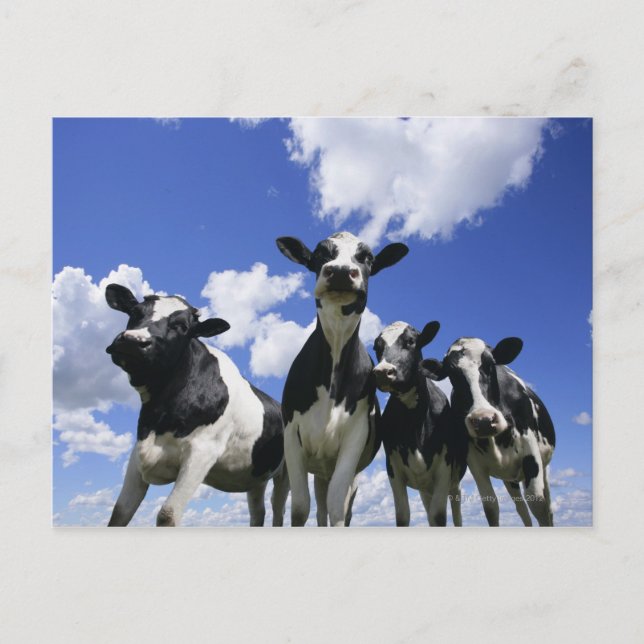 Cartão Postal Vista insetos de quatro vitelos jovens (Frente)