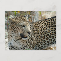 Vista lateral do Leopardo