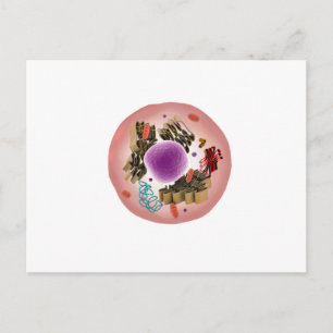 Cartão Postal Vista Microscópica Das Células Animais 1