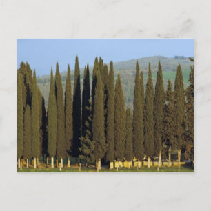 Cartão Postal vista panorâmica das ciprestes em Siena
