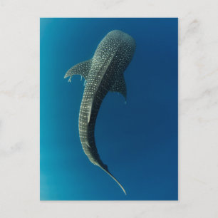 Cartão Postal Vista superior de um tubarão-baleia