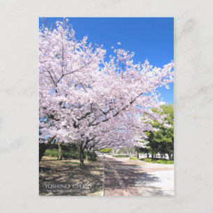 Cartão Postal Visualização do Flor de Cereja:Cartão postal