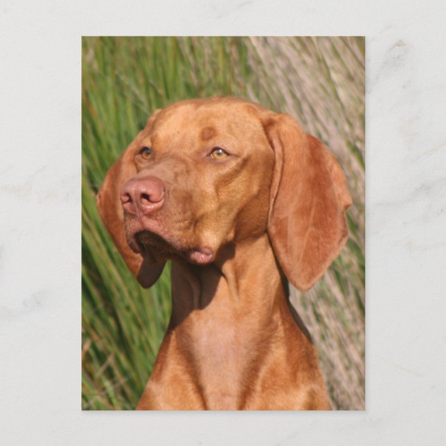 Cartão Postal viszla (Frente)