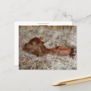 Cartão Postal Vitelo recém-nascido na palha, por hábito