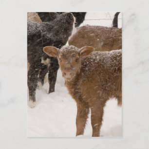 Cartão Postal Vitelos na neve