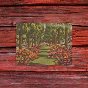 Cartão Postal Vitória Dr. Azaleas Palm Trees Savannah GA