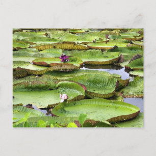 Cartão Postal Vitoria Regis, vitórias-régias na Amazônia
