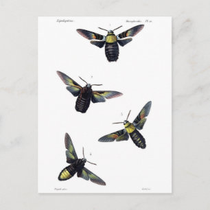 Cartão Postal Vitoriana