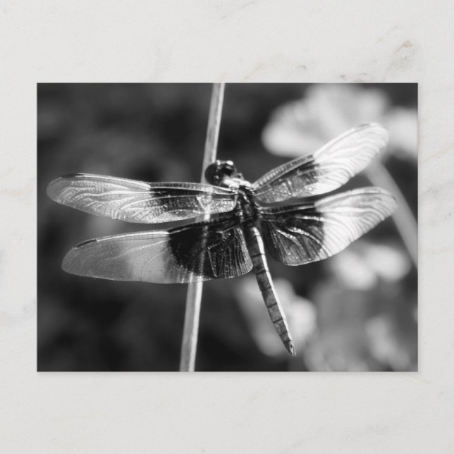 Cartão Postal Viúva Skimmer Dragonfly Black & White Fotografia (Frente)