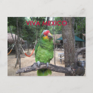 Cartão Postal Viva México