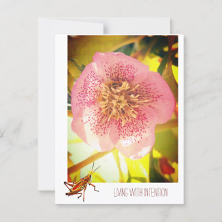 Cartão Postal Vivendo com intenção. Helleborus (Lenten Rosa)