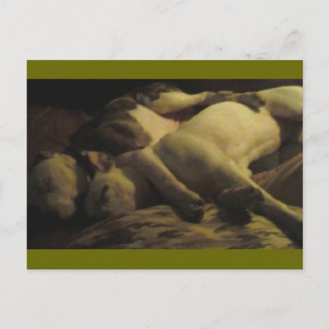 Cartão Postal viver num paraíso pitbull (Frente)