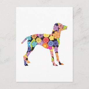 Cartão Postal Vizsla