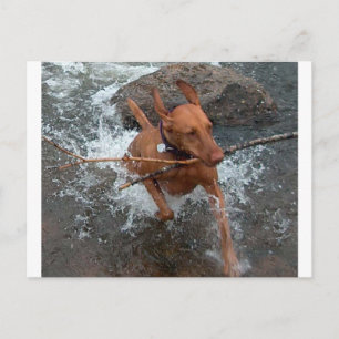 Cartão Postal Vizsla_fetch em water.png