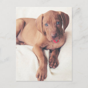 Cartão Postal Vizsla Puppy húngaro