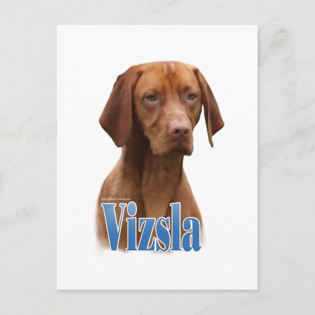 Cartão Postal Vizsla; Raça de cachorro Vizsla; Cão Vizsla; Raça  (Frente)