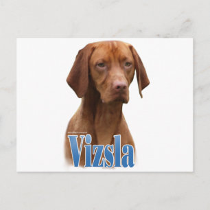Cartão Postal Vizsla; Vizsla Dog Breed; Vizsla dog; Vizsla Breed