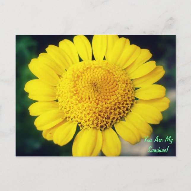 Cartão Postal Você É Meu Sol! (Frente)