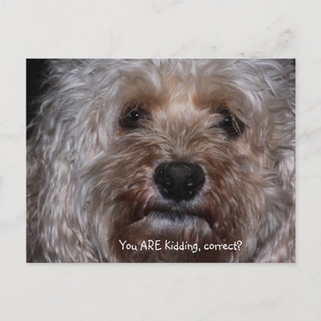 Cartão Postal Você está brincando, certo? (Frente)