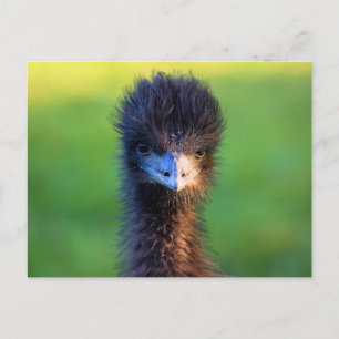 Cartão Postal "Você Está Me Olhando?" - Emu