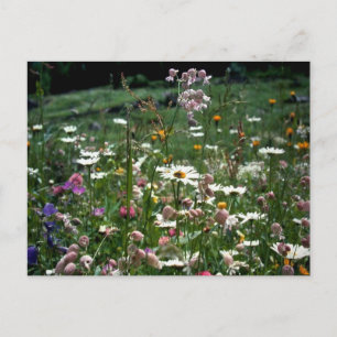 CARTÃO POSTAL VOCÊ NÃO PRECISA ENTENDER A NATUREZA DA VIDA