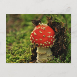 Cartão Postal Voe Agaric