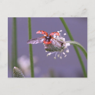 Cartão Postal Voe para casa