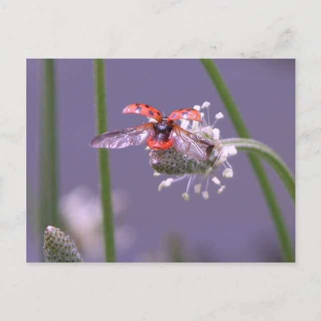 Cartão Postal Voe para casa (Frente)