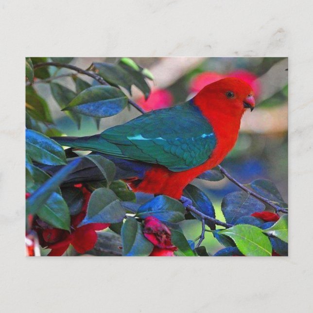 Cartão Postal vogal (Frente)