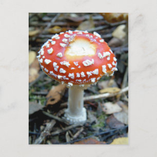 Cartão Postal Voo Agárico {Amanita muscaria}