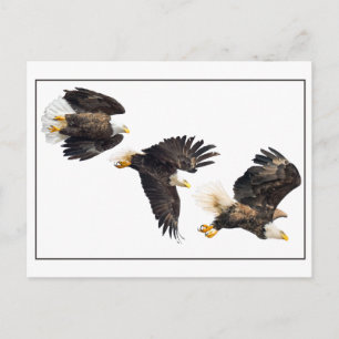 Cartão Postal Voo Bald Eagle