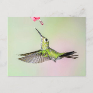 Cartão Postal Voo Brilhante De Hummingbird De Coroa Verde