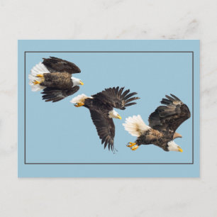 Cartão Postal Voo Da Águia Balda A Azul