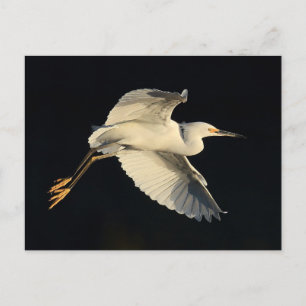 Cartão postal - Voo da garça-branca
