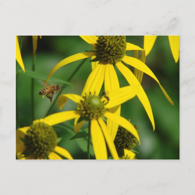 Cartão Postal Voo das abelhas (Frente)