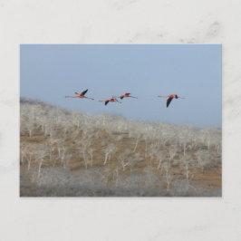 Cartão Postal Voo dos flamingos