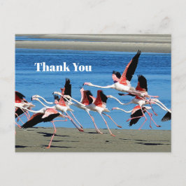 Cartão Postal Voo Flamingo Pink Foto de Vida Selvagem Obrigado