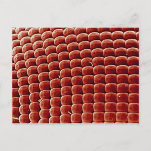 Cartão Postal Voo - olho