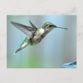 Cartão Postal Voo Verde de Hummingbird Foto de Vida Selvagem