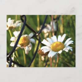 Cartão Postal Vrede achter het hek. In bloemen illustratief.