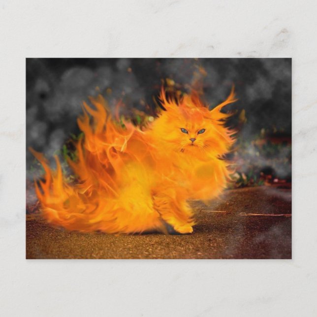 Cartão Postal vuur kat (Frente)