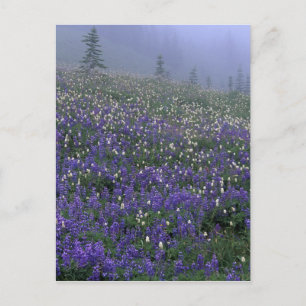 Cartão Postal WA, Monte Rainier NP, Lupine e Bistort meadow